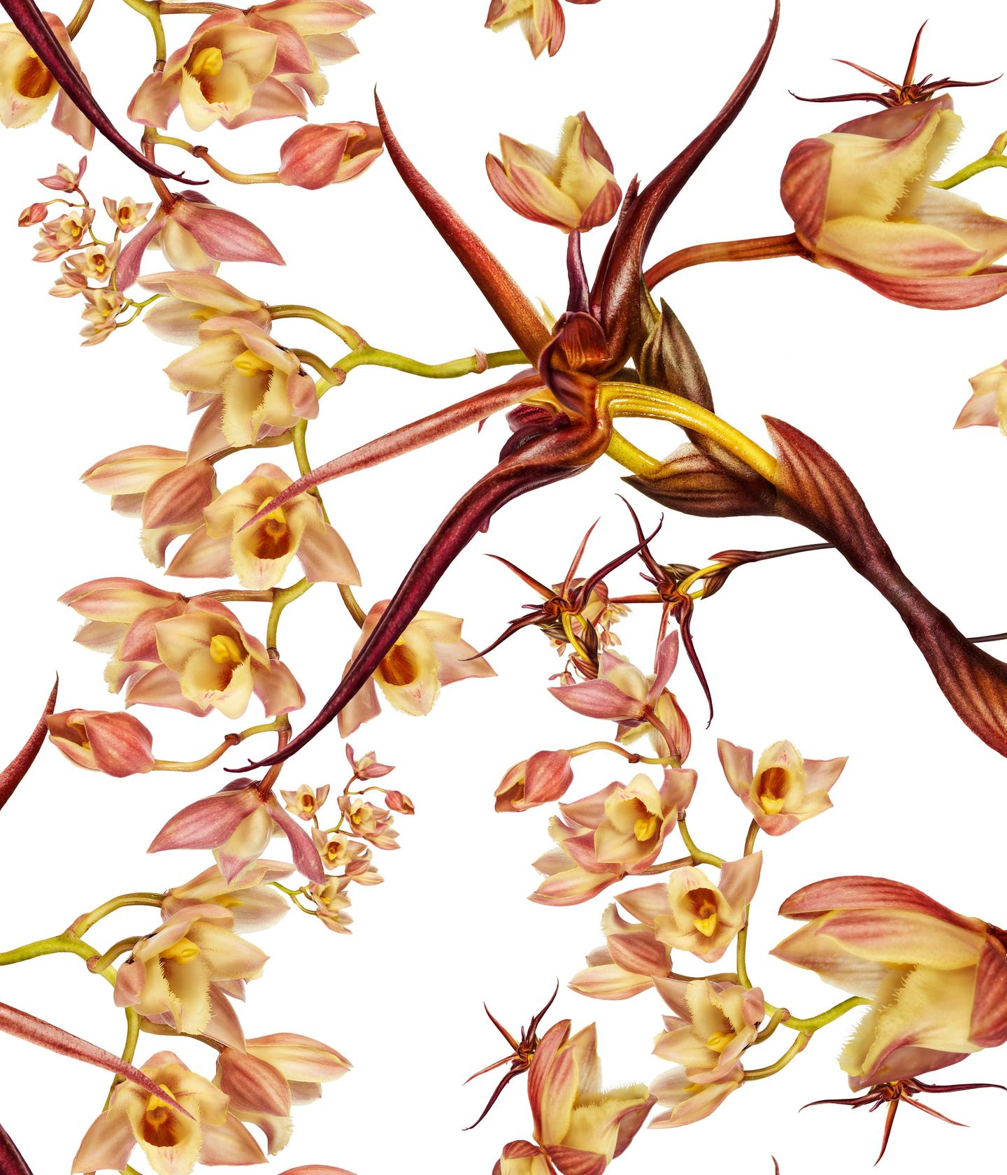 Clowesia