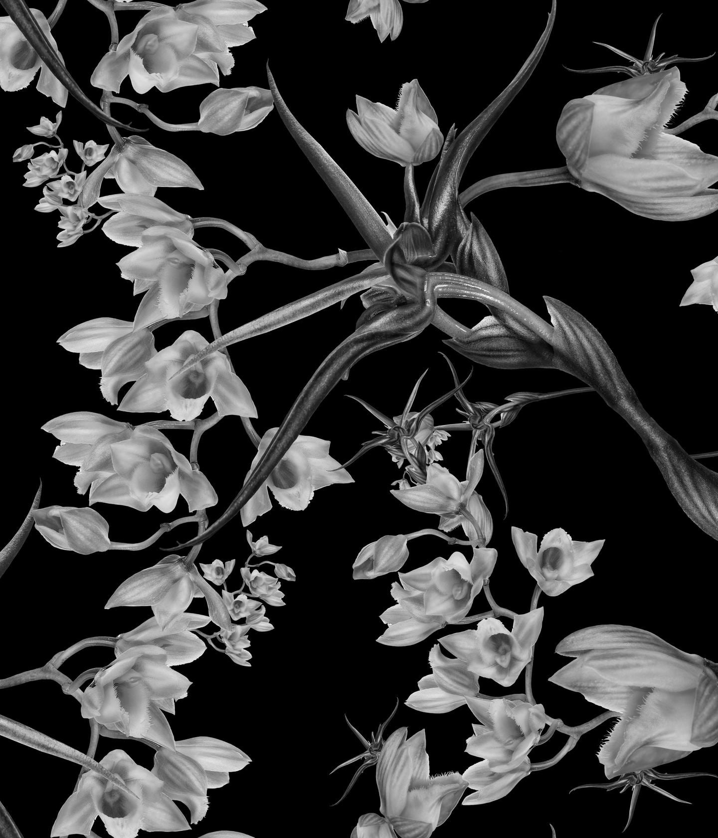 Clowesia
