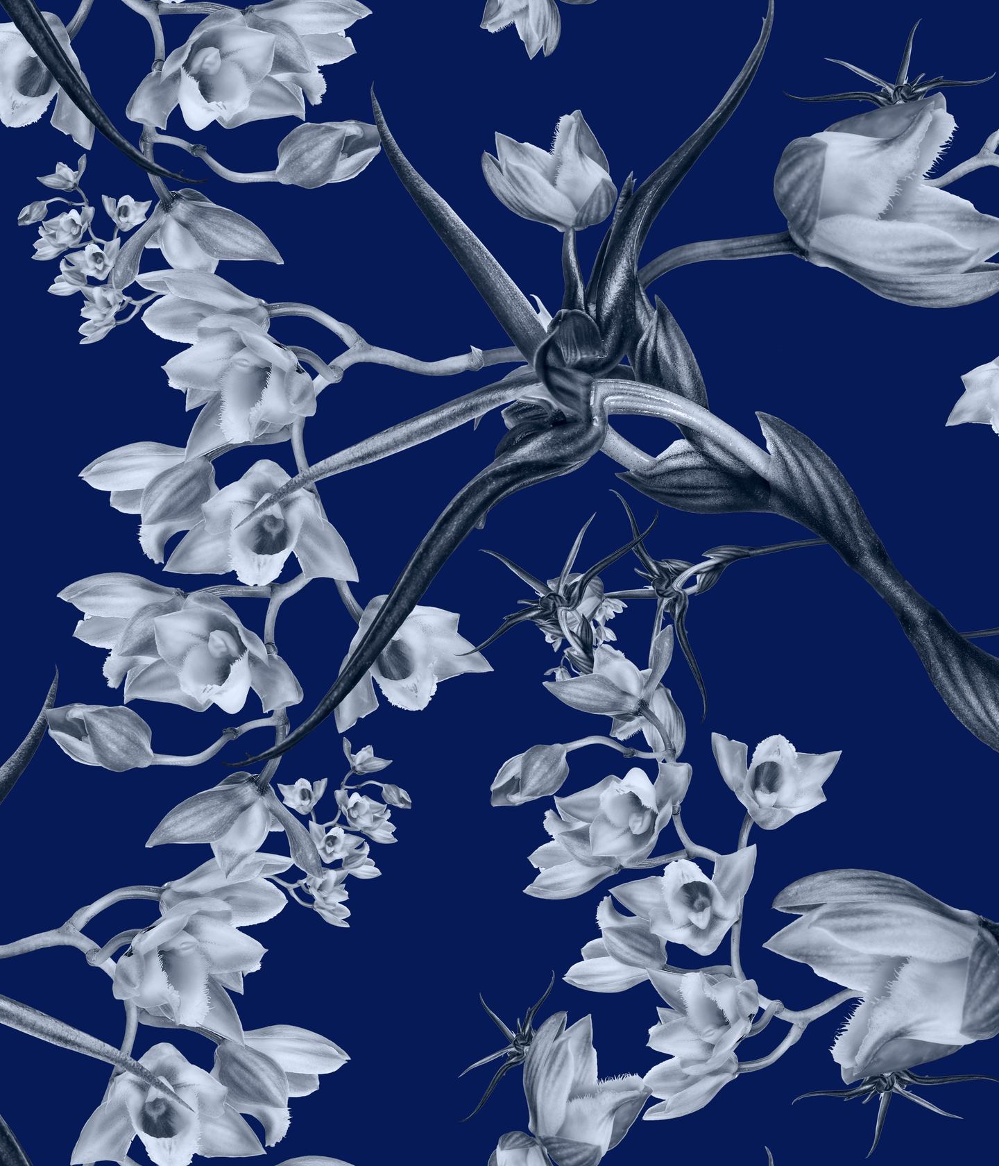 Clowesia