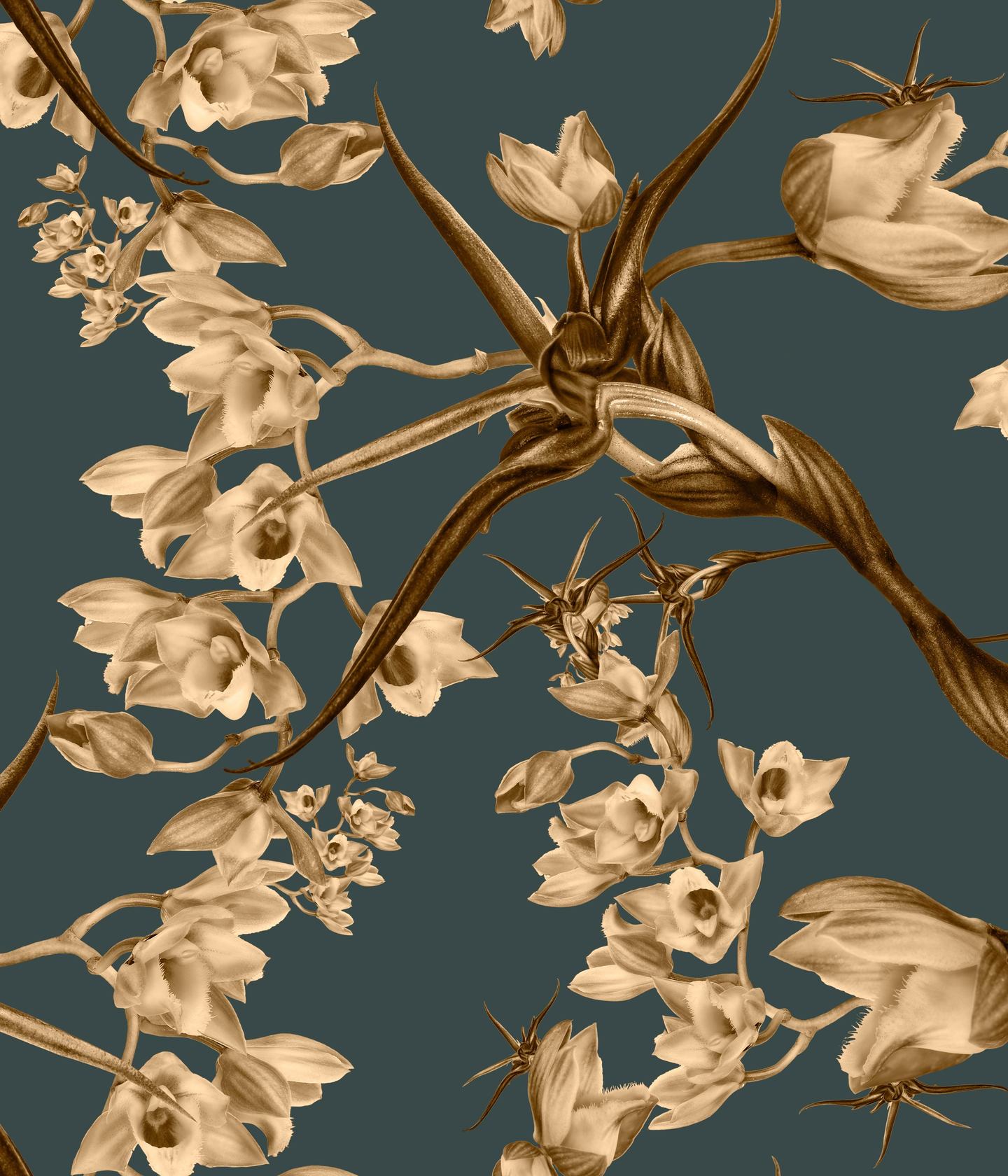 Clowesia