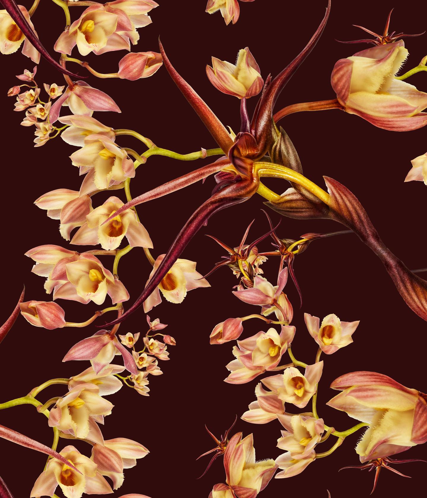 Clowesia