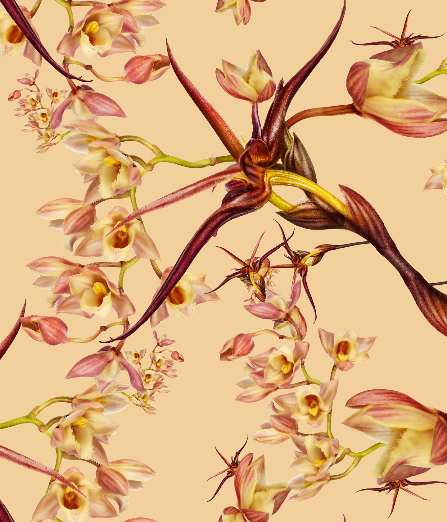 Clowesia