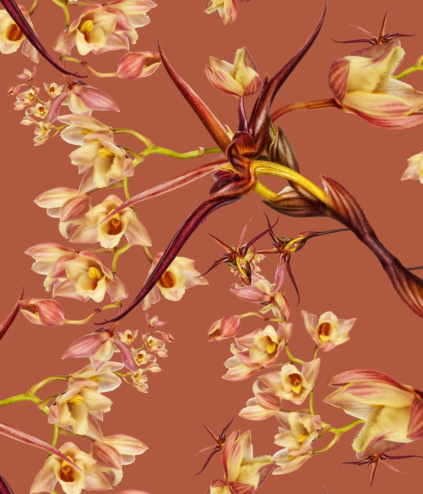 Clowesia