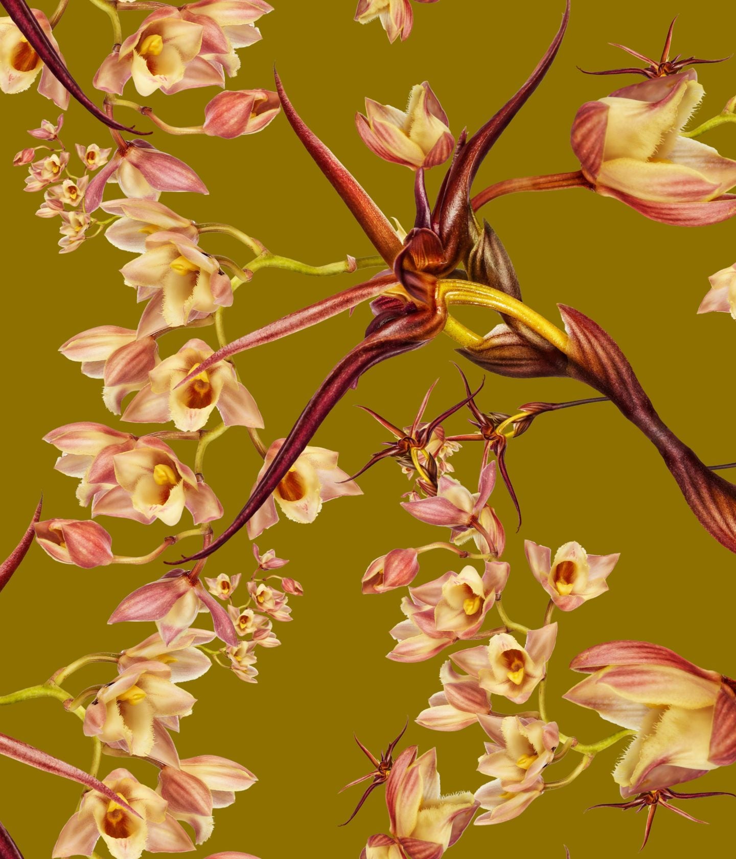 Clowesia