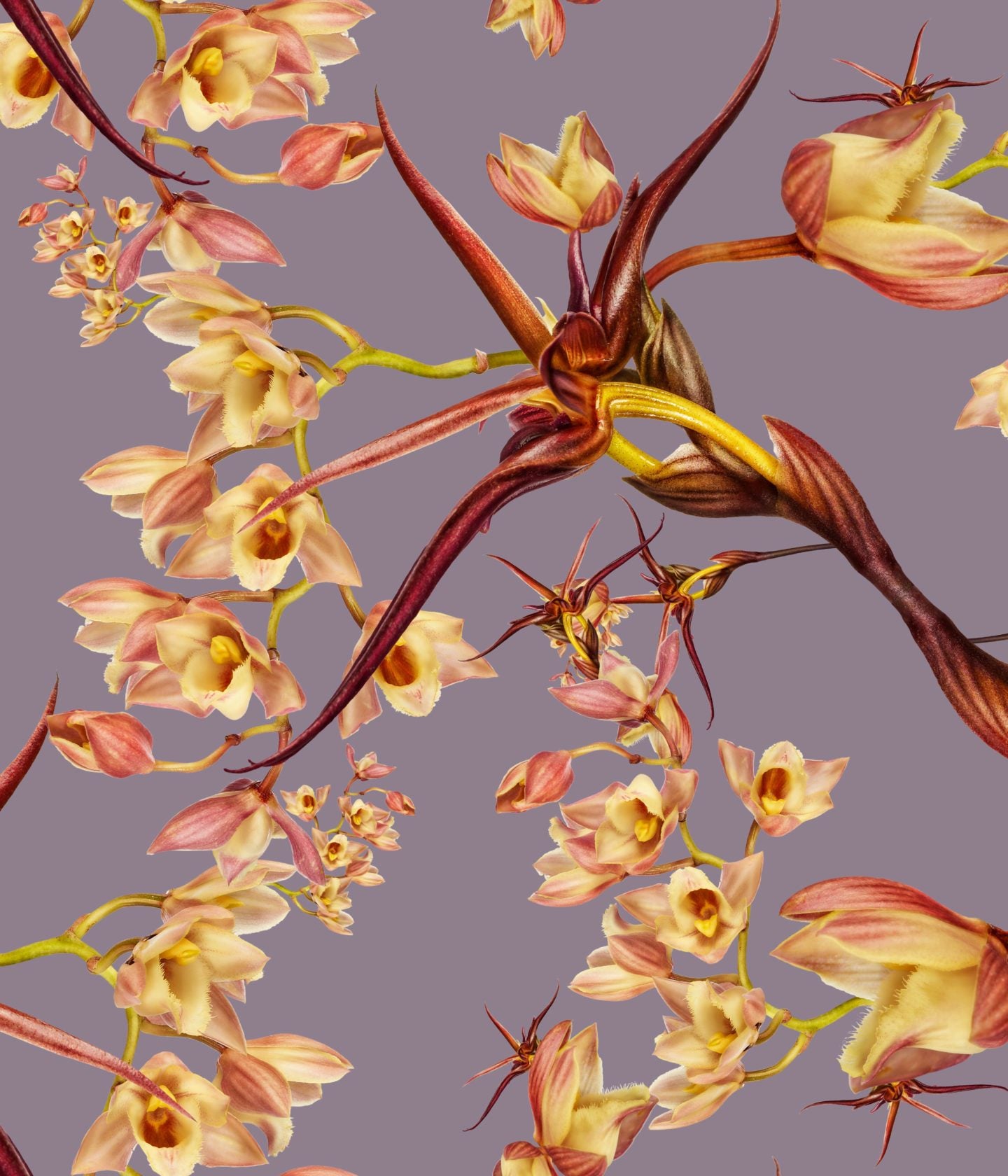 Clowesia